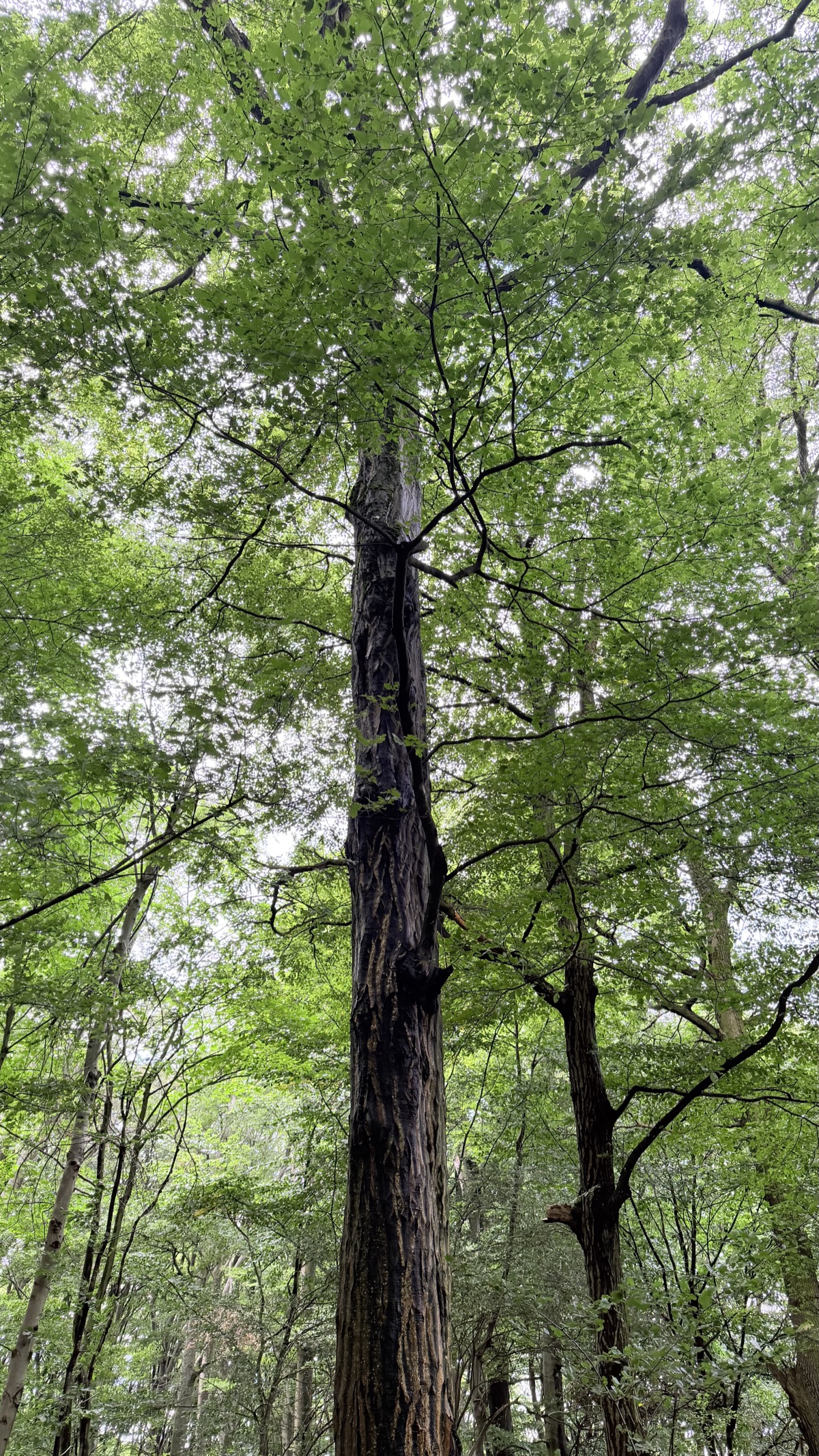 Blick in die Krone seiner Buche im Klosterwald
